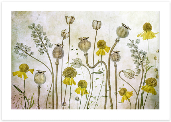 Poppies flower poster, foto, photographed in perfect resolution in yellow and flowers in pink and yellow with beige background by mandy disher