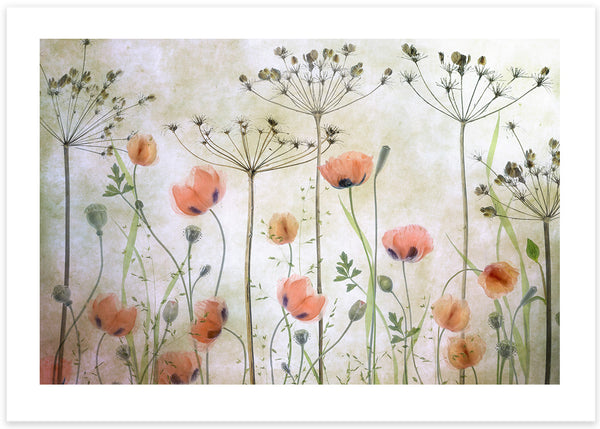 poppy meadow flower poster, foto, photographed in perfect resolution and flowers in red, orange, green with beige and grey background by Mandy Disher