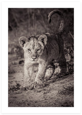 baby lion poster lion cub in brown colors