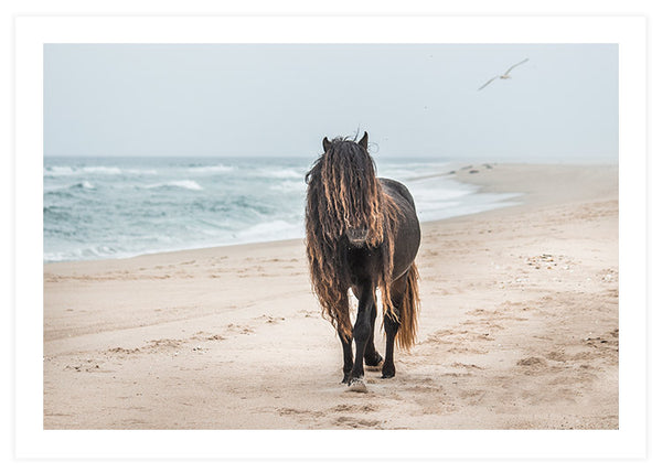 poster, fotografi, brun vildhäst går på en sandstrand.