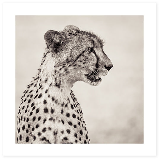 Cheetah in Botswana Poster