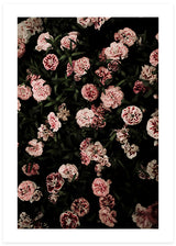 Pink Carnations Poster
