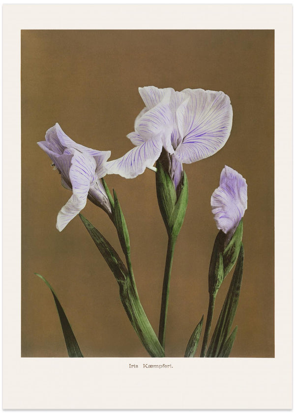 Ogawa Kazumasas "Iris Kæmpferi no2 poster, flower in pink and green with brown backgound