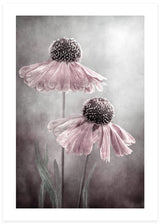 duet flower poster, foto, photographed in perfect resolution and flowers in pink with beige and grey background by Mandy Disher