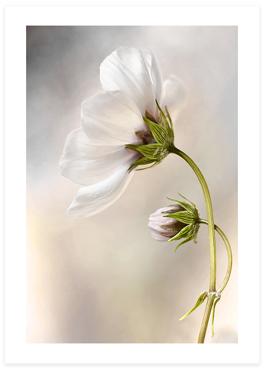 White flower, heavenly poster, foto, photographed in perfect resolution and flowers in light brown with grey background by Mandy Disher