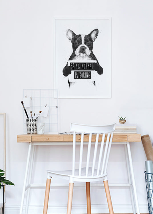 poster, svartvit illustration, uttråkad fransk bulldog med textplakat som säger being normal is boring, vit ram, arbetsrum, Balazs Solti.
