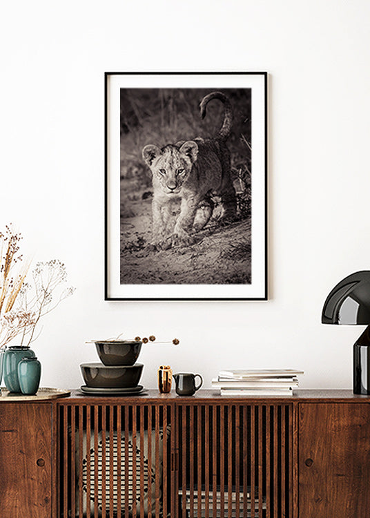 Kalahari Lion Cub Poster